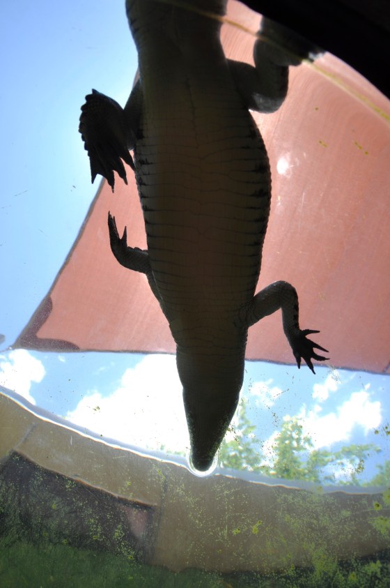 Crocodiles in Darwin