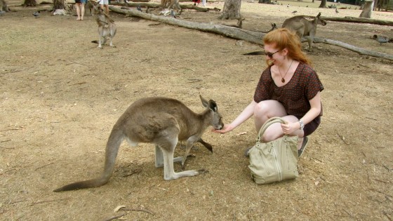 Feeding a kangaroo