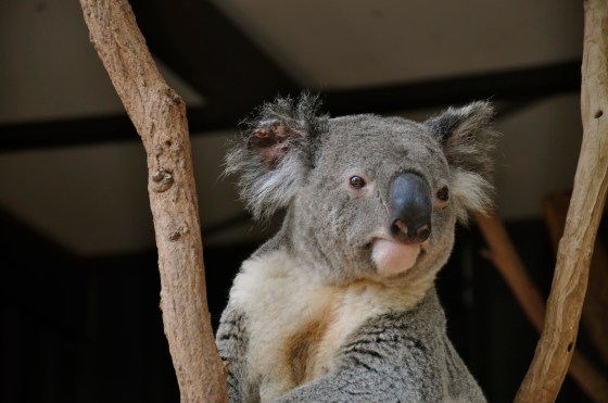 Cute koala!