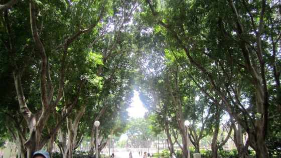 Lovely trees in the park