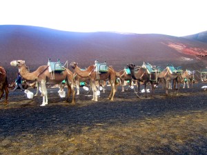 Camels in Lanzarote