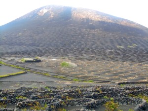 Mountains and grapevines