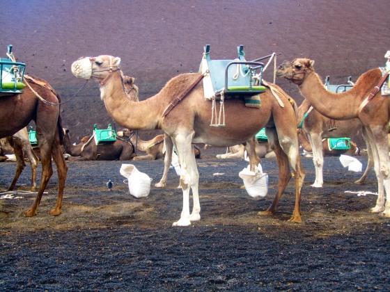 Camels at the base