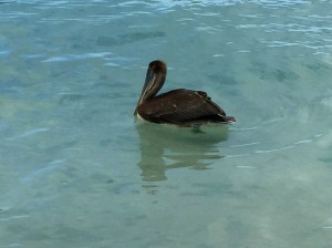 Pelican at Magen's Bay