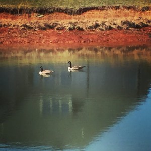 Geese spotted in VA