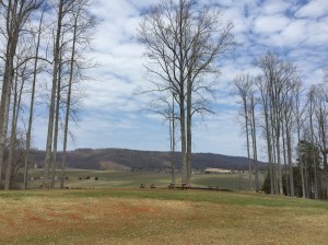 Beautiful view at Trump Winery