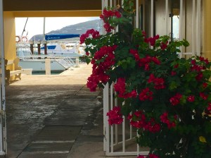 Flowers near the port