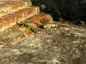 Iguanas at the castle