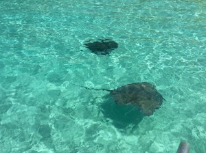 Stingrays swimming